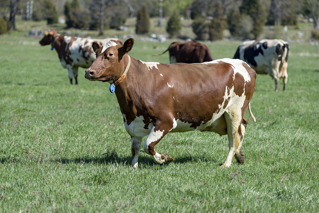 Kor i hage efter kosläpp