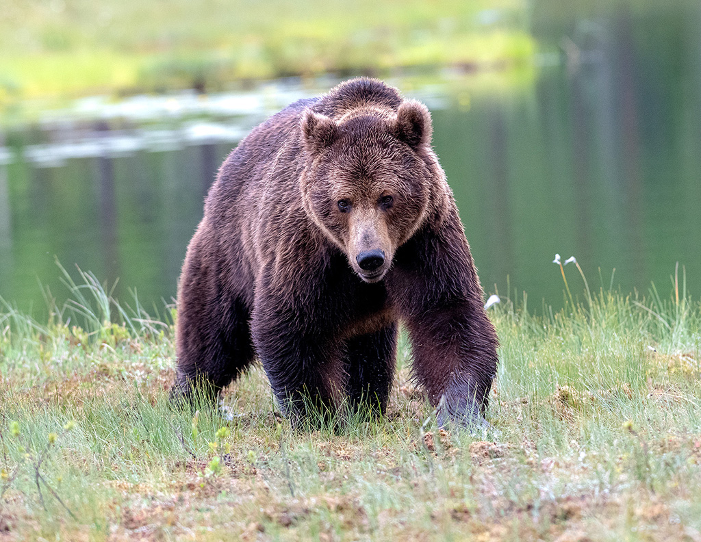 Stor björnhane med ögonkontakt går mot betraktaren