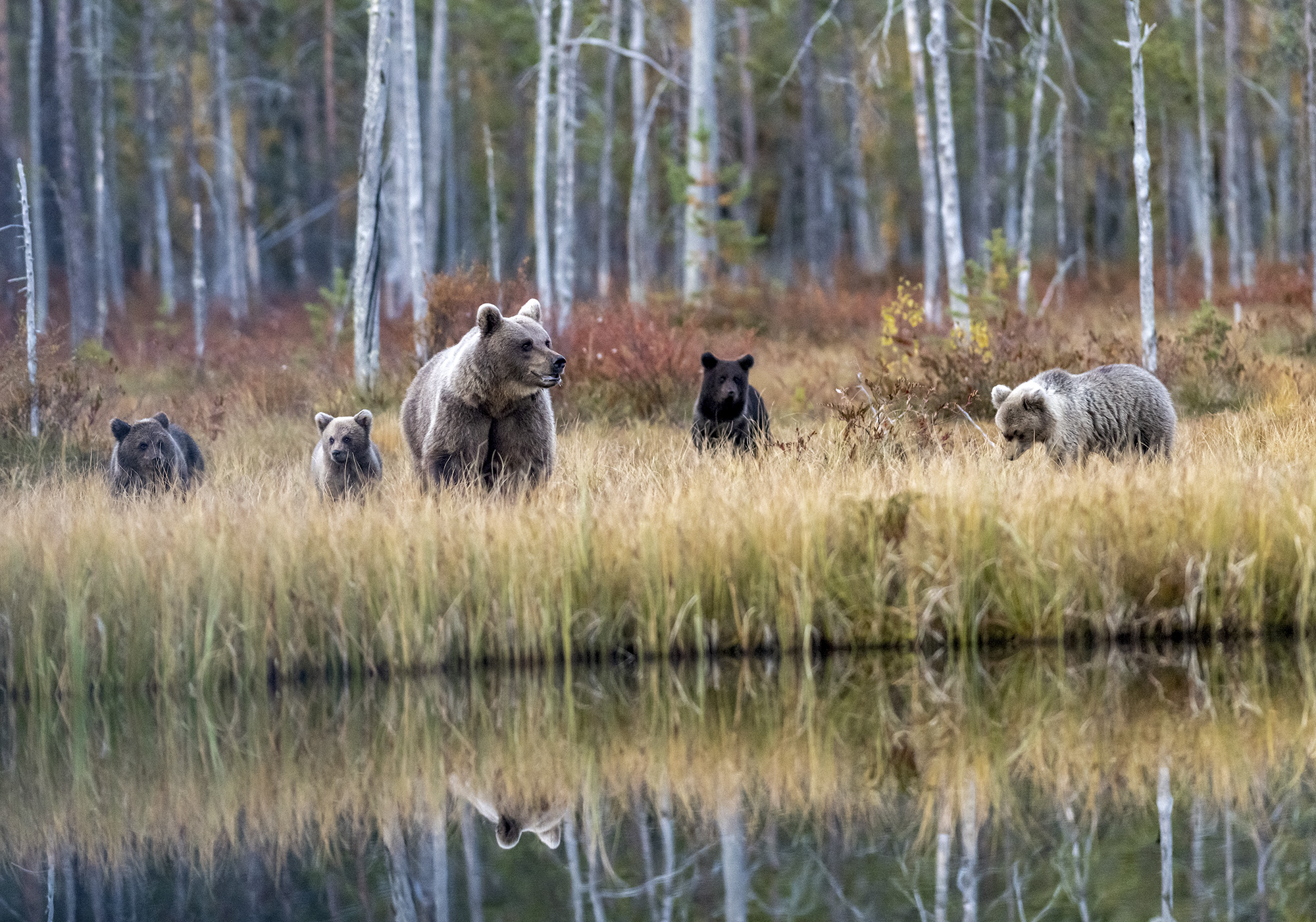 Björnhona med ungar