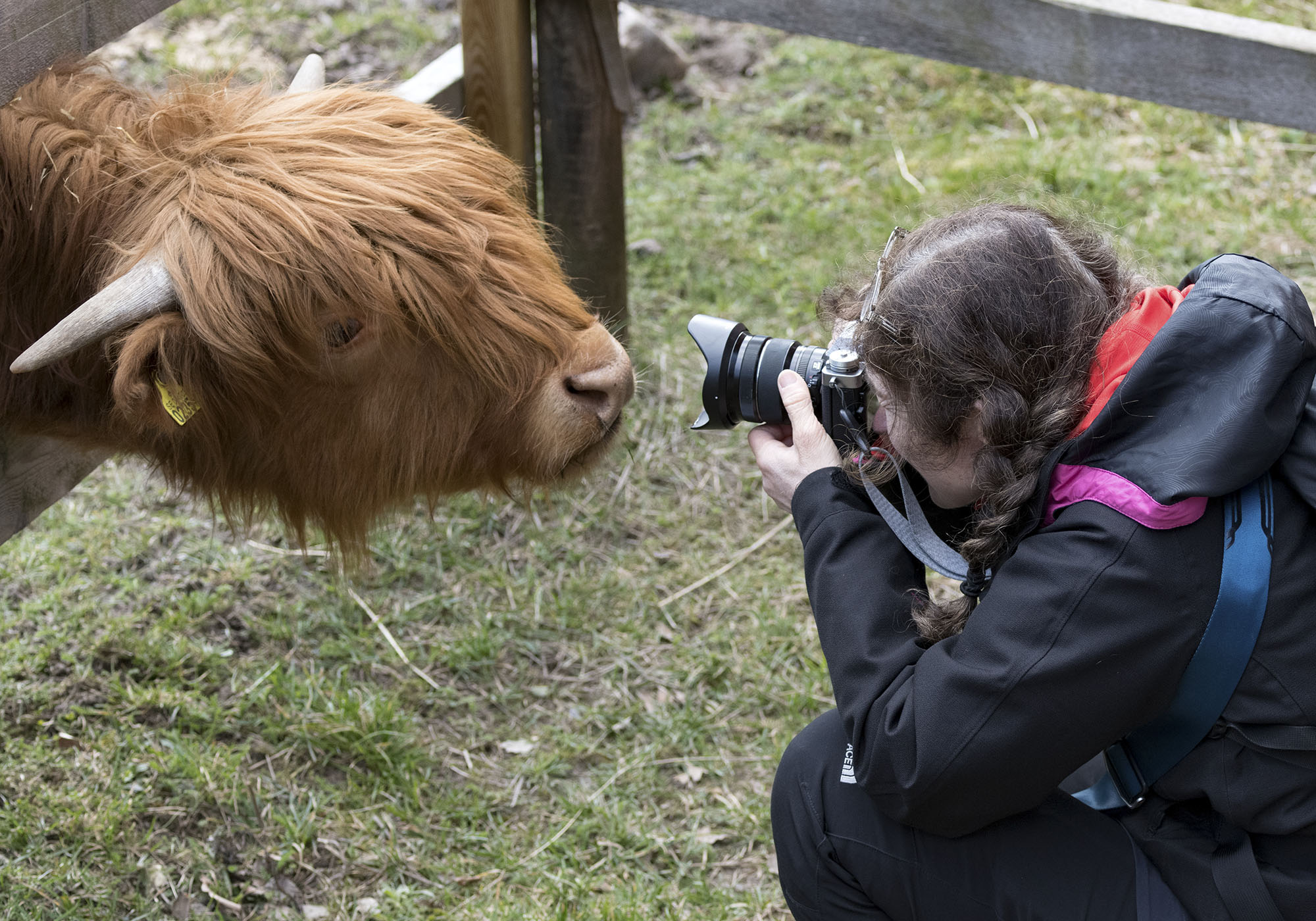 Highland cattle blir fotograferad