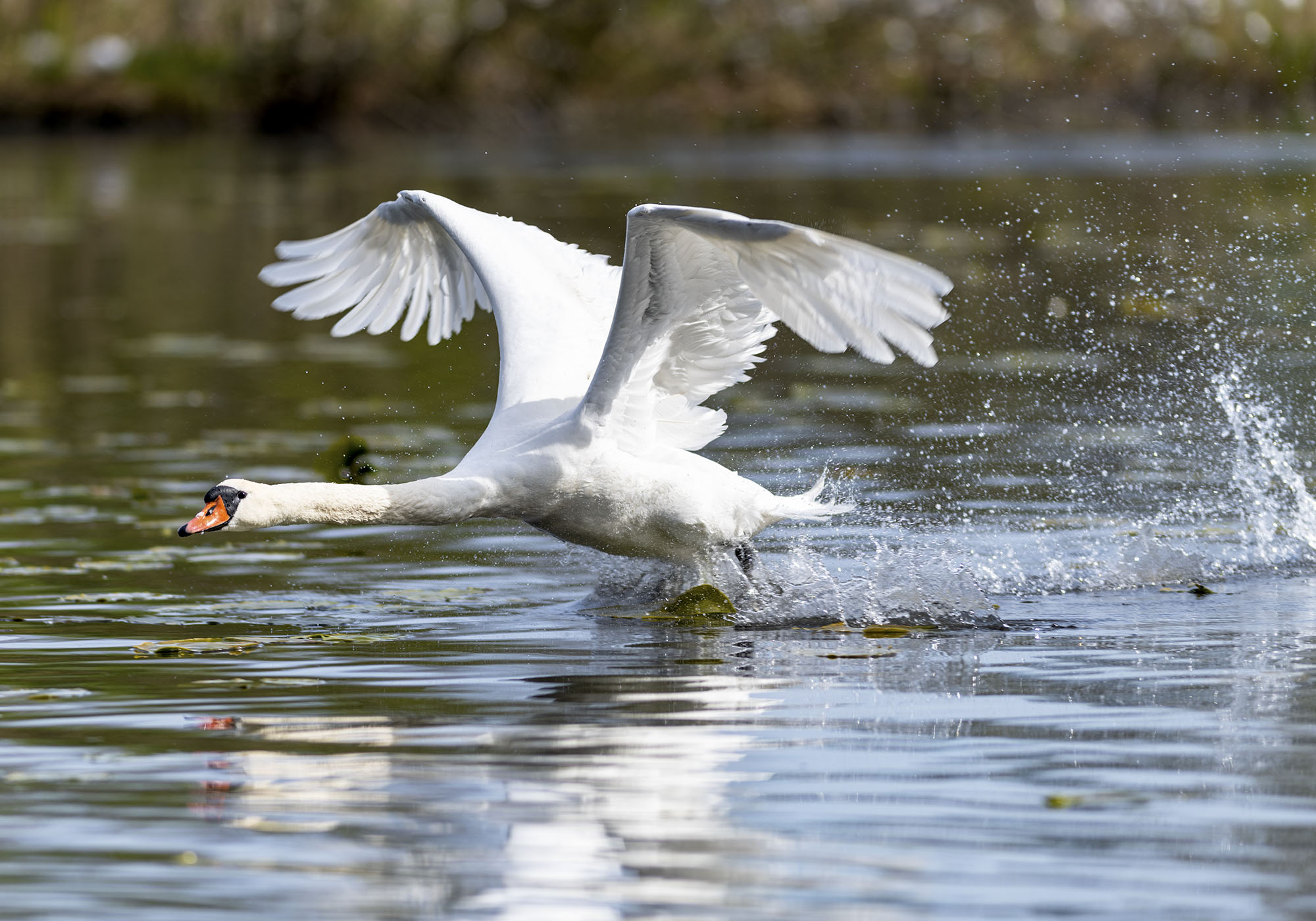 Take-off vid Råstasjön. Svan lyfter från vattnet